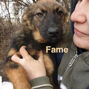 1 Tier in Rumänien durch Namenspatenschaft Fame, Pro Dog Romania eV