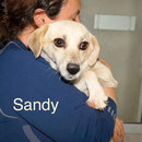 1 Tier in Rumänien durch Namenspatenschaft Sandy, Pro Dog Romania eV