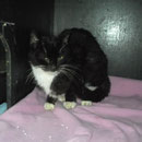 Kater Fredo, Tierhof Stade eV