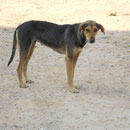 Hündin Hannah, Tierfreunde Antalya, Türkei