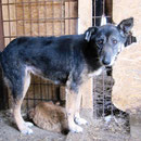 1 Tier in Rumänien durch Namenspatenschaft Hanka Pro Dog Romania eV