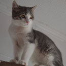 Katze Zoey, Katzenhilfe Yuma & Co, Nagold