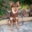 Hündin Amiga, Refugio Esperanza, Crevillente, Spanien