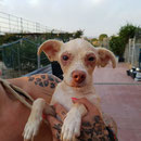 Hündin Nana, Refugio Esperanza, Crevillente, Spanien