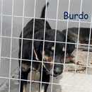Rüde Burdo, Streuner Spanien eV