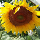 Sommerimpression ...