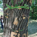 Baum mit Gesicht verzaubert