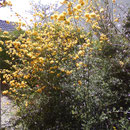 Arbuste en fleurs - Gite Chateau-Thierry - Azy-sur-Marne
