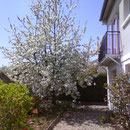 Cerisier en fleurs - gite Chateau-Thierry - Azy-sur-Marne