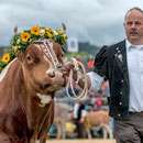 emmentalisches schwingfest schüpbach 11. mai 2014