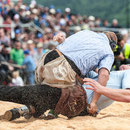 oberaargauisches schwingfest seeberg-grasswil, 23. mai 2015