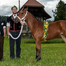emmentalisches schwingfest schüpbach 11. mai 2014