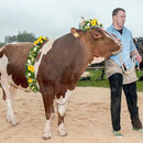 emmentalisches schwingfest schüpbach 11. mai 2014