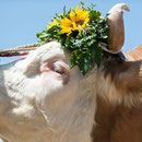 bernisch kantonales schwingfest niederscherli 21. juli 2013