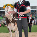 Eidg. Schwingfest Burgdorf 2013