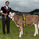 emmentalisches schwingfest schüpbach 11. mai 2014