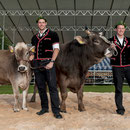 bünder glarner schwingertag, maienfeld 18. mai 2014