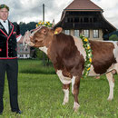 emmentalisches schwingfest schüpbach 11. mai 2014