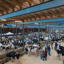 munitaufe eidgenössisches schwingfest 2016 estavayer-le-lac mit matzo de cremo