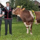 emmentalisches schwingfest schüpbach 11. mai 2014