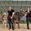 bünder glarner schwingertag, maienfeld 18. mai 2014