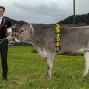 emmentalisches schwingfest schüpbach 11. mai 2014