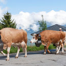 saison eröffnung schwingerweg springenboden 31. mai 2014