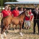 bernisch kantonales schwingfest niederscherli 21. juli 2013