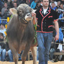 Luzerner Kantonales Schwingfest Wolhusen 3.6.2012