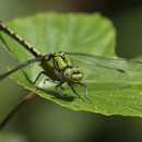 Ophiogomphus cecilia (Grüne Flussjungfer) - Männchen