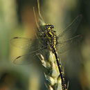 Gomphus graslinii (Französische Keiljungfer) - Männchen