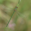 Westliche Weidenjungfer (Chalcolestes viridis) - Männchen