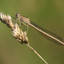 Sibirische Winterlibelle (Sympecma paedisca) - Weibchen