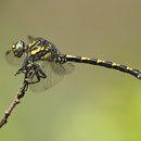 Onychogomphus uncatus (Große Zangenlibelle) - Männchen