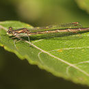 Kleine Binsenjungfer (Lestes virens) - älteres Weibchen