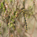 Onychogomphus uncatus (Große Zangenlibelle) - Junges Weibchen