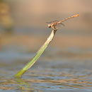 Onychogomphus costae (Braune Zangenlibelle) - Männchen