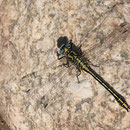 Gomphus simillimus (Gelbe Keiljungfer) - Männchen