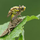 Gomphus vulgatissimus (Gemeine Keiljungfer) - schlüpfendes Weibchen