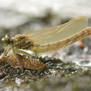 Onychogomphus forcipatus forcipatus (Kleine Zangenlibelle) - schlüpfendes Männchen