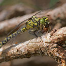 Onychogomphus forcipatus forcipatus (Kleine Zangenlibelle) - Weibchen mit Beute