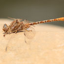 Onychogomphus costae (Braune Zangenlibelle) - Männchen