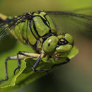 Ophiogomphus cecilia (Grüne Flussjungfer) - Männchen