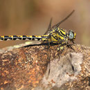 Onychogomphus uncatus (Große Zangenlibelle) - Weibchen