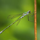 Gemeine Binsenjungfer (Lestes sponsa) - Männchen