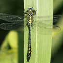 Stylurus flavipes (Eurasische Keulenjungfer) - Männchen
