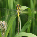 Gomphus pulchellus (Westliche Keiljungfer) - Weibchen