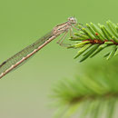 Sibirische Winterlibelle (Sympecma paedisca) - Weibchen