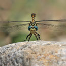 Onychogomphus forcipatus unguiculatus (Westliche Zangenlibelle) - Männchen
