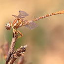 Onychogomphus costae (Braune Zangenlibelle) - Männchen